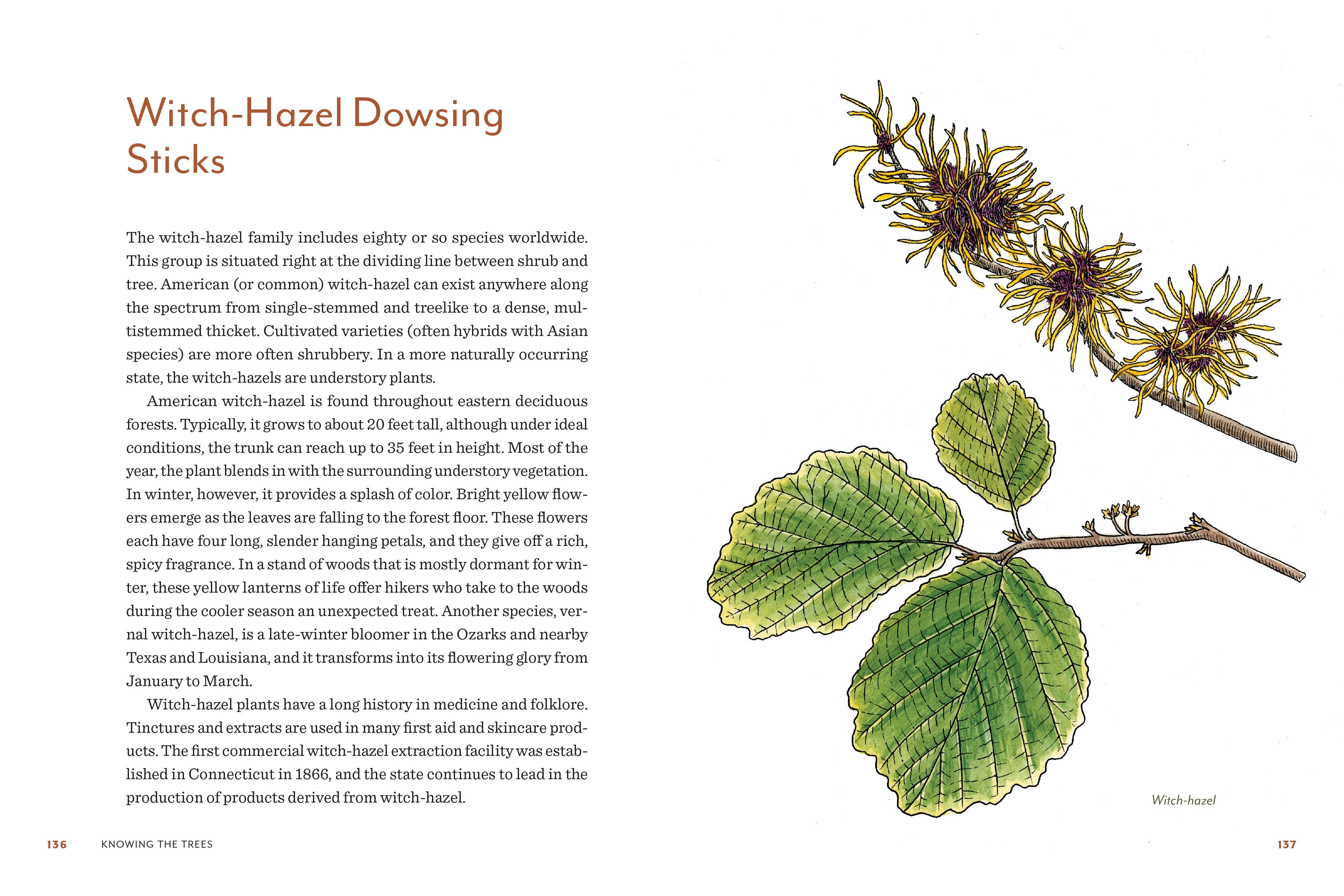 Knowing the Trees