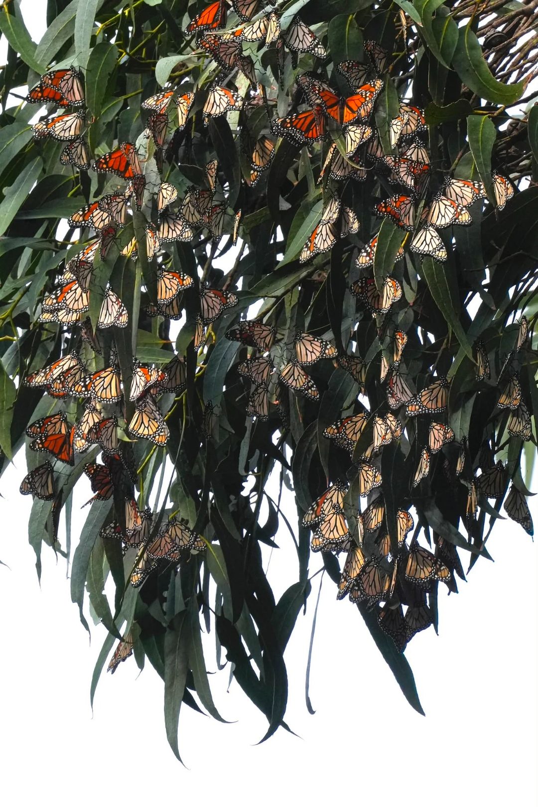 Monarch butterflies clustered densely on eucalyptus leaves