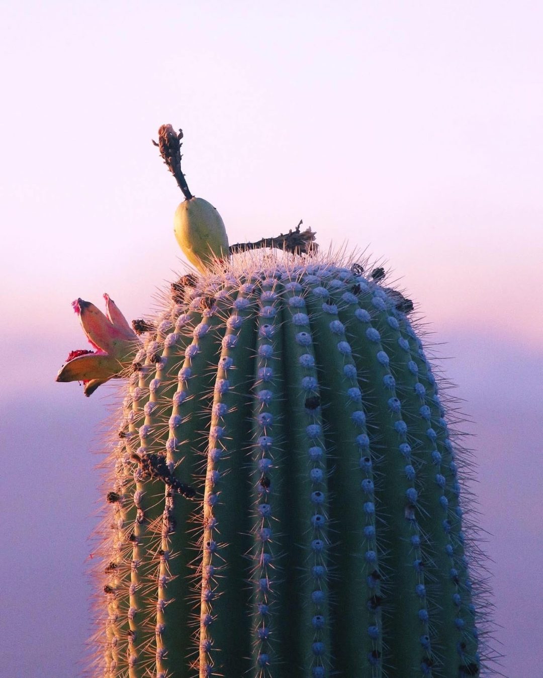 A saguaro cactus in bloom at dusk under a lavender sky