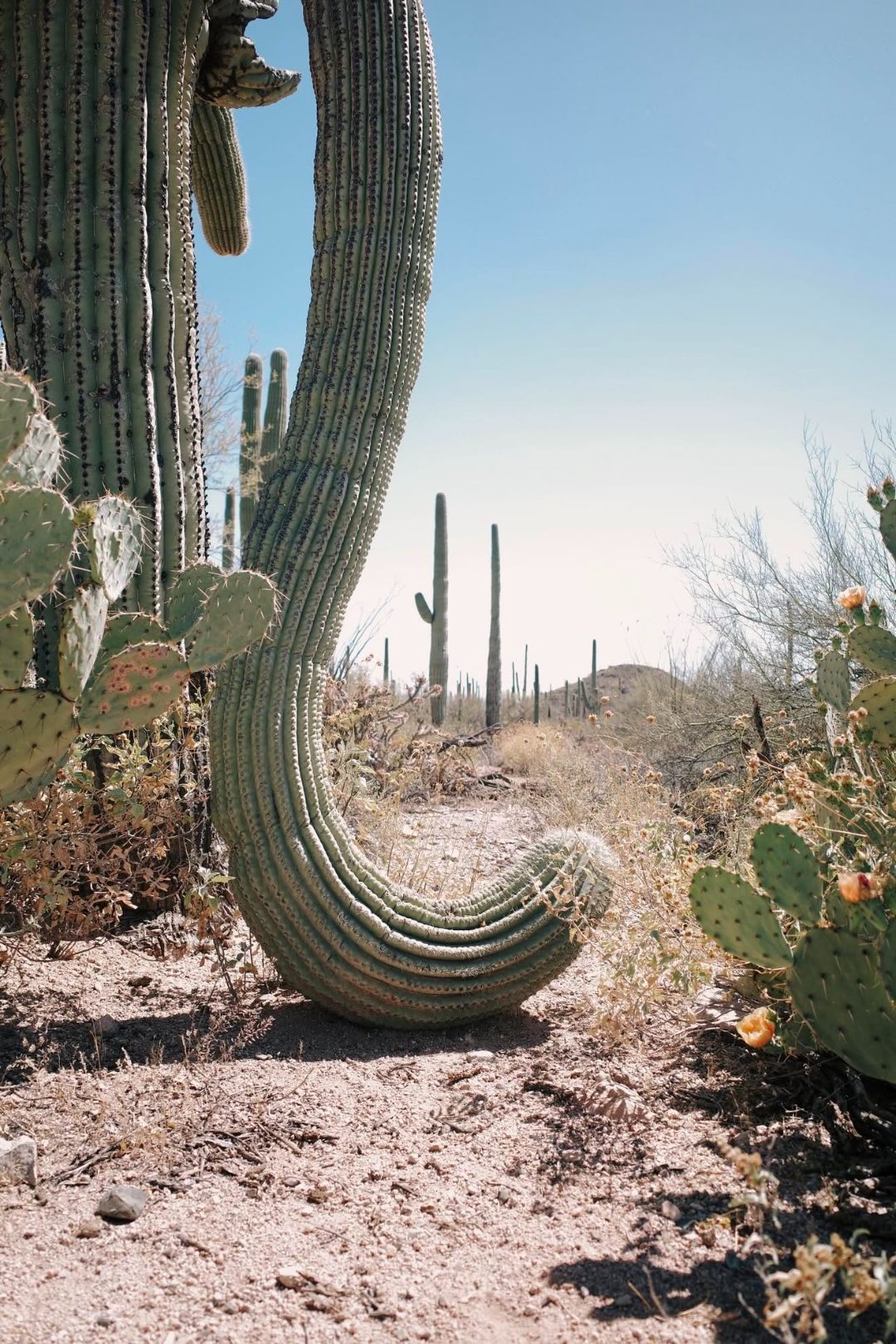 A curving desert trail lined with tall saguaro cactus