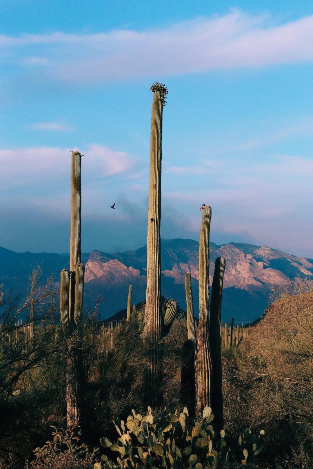 Saguaros against highland mountains at blue hour