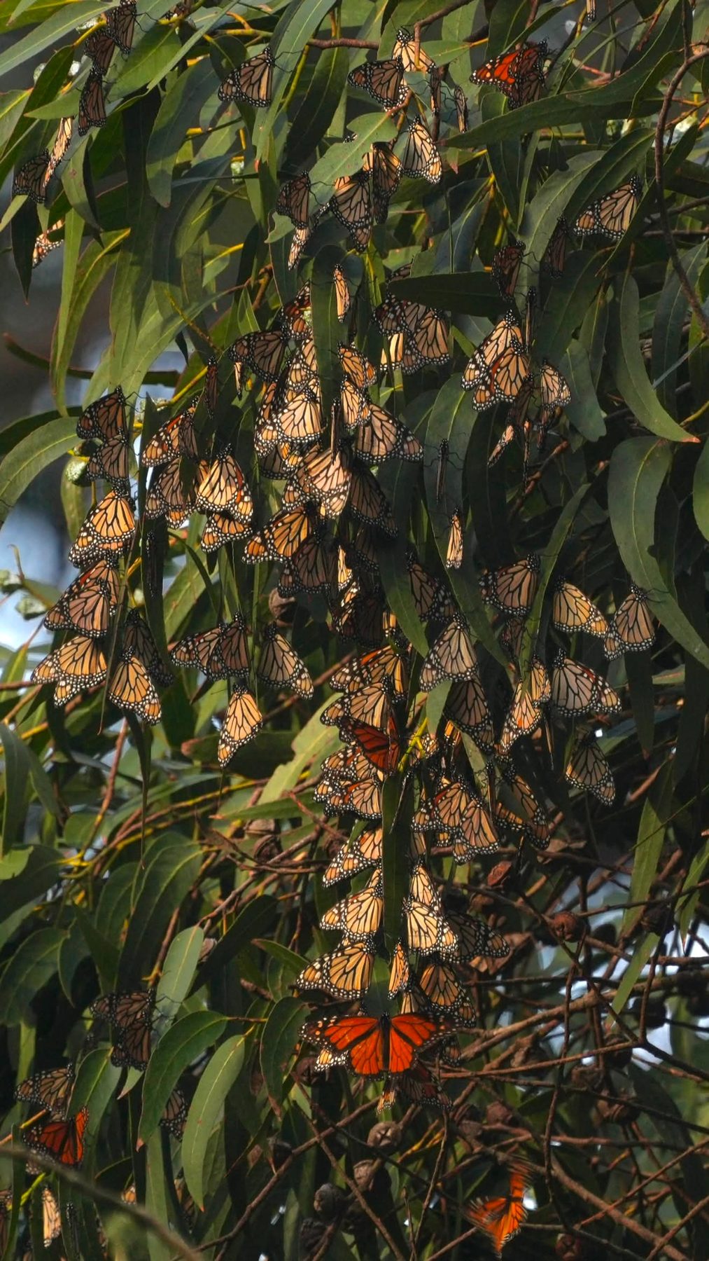 Monarch butterflies clustered densely on eucalyptus branches
