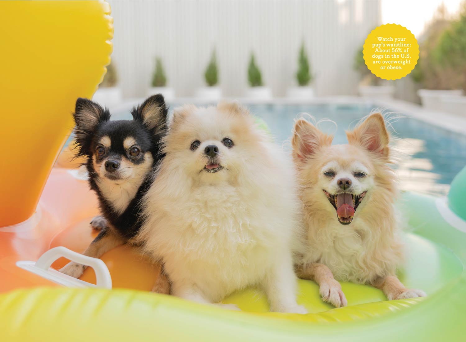 Adorable Dogs - 2025 Calendar: Year Of Four-Legged Friends, Fun Canine Facts, Trivia, Tips, Tricks On Best Breeds, Training, How To Make Your Dog Happy, Adorable Collection Of Dogs, Puppies & More!