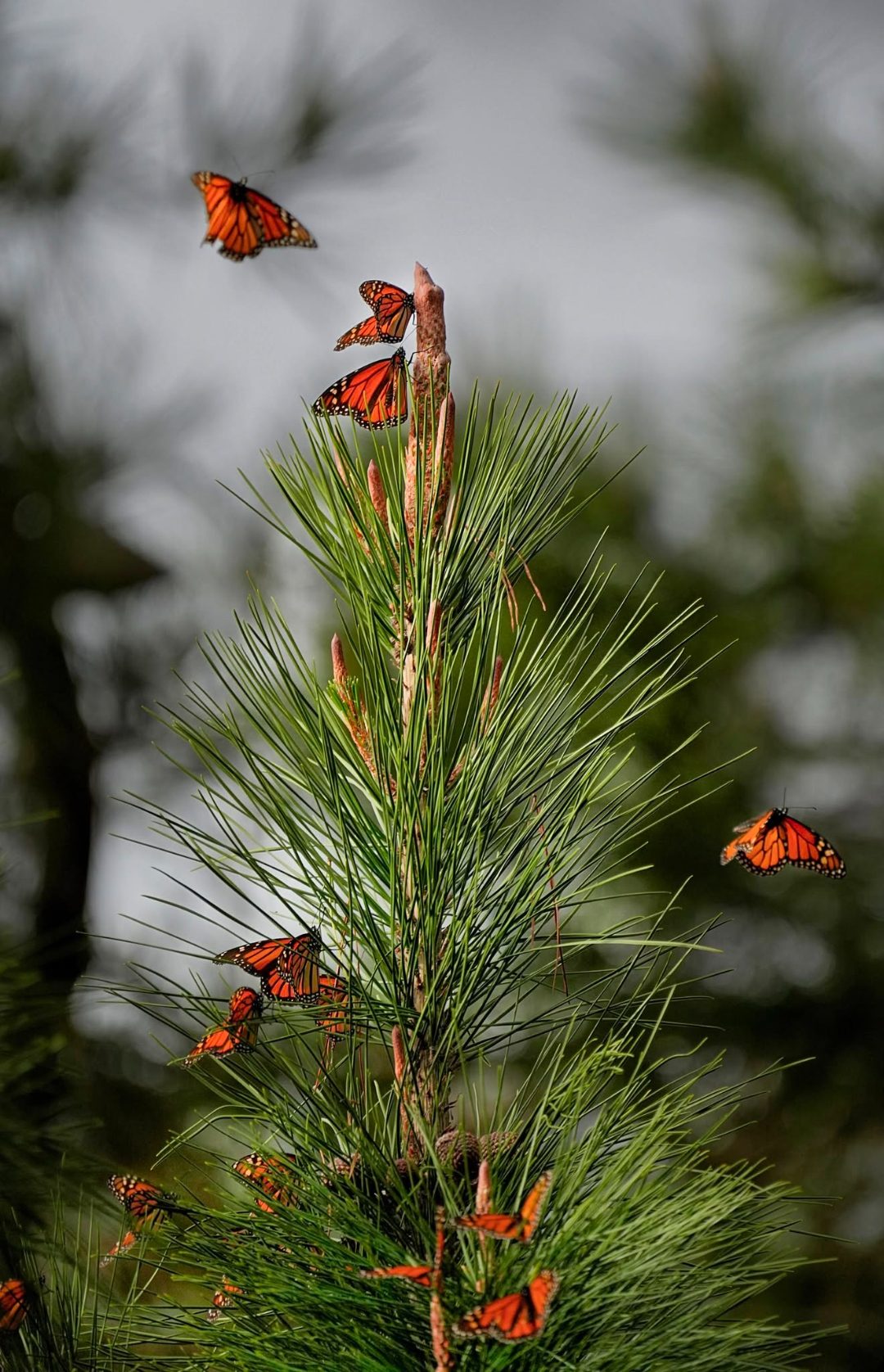 A monarch butterfly resting on a pine branch