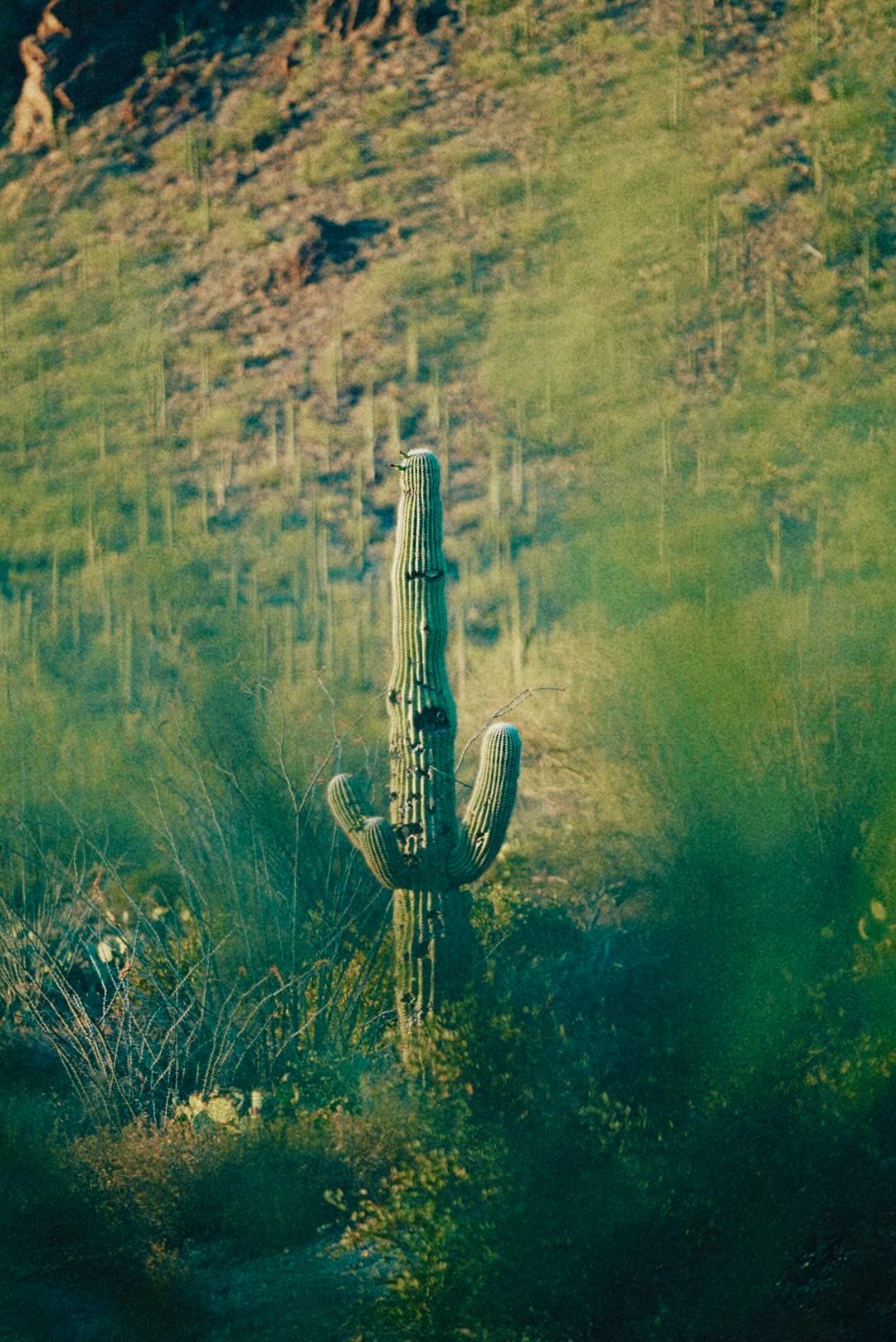 A saguaro standing on a green hillside