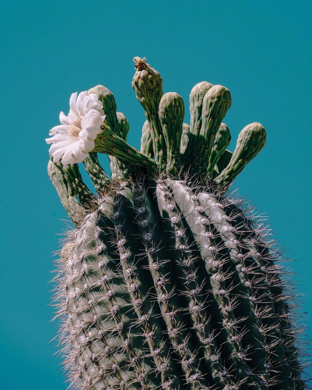 A white cactus flower against a teal background